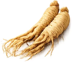 Tenovix — Panax ginseng root
